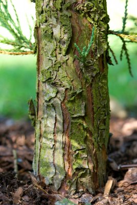 Sequoiadendron giganteum 'Bultnick Yellow' - sekvojovec obrovský - borka
